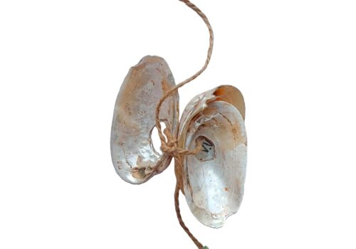 Descoperiri Arheologice Revoluționare la Vadul lui Vodă: Cochilii Perforate, Posibile Unelte de Pescuit Preistorice