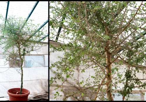 Un copac biblic, readus la viață dintr-o sămânță misterioasă și veche de 1.000 de ani.