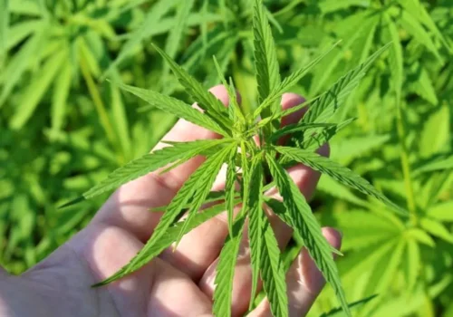 Video// Plantație de cânepă ascunsă în inima pădurii