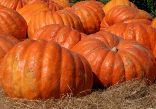 Cel mai mare dovleac din Moldova  are 750 de kilograme