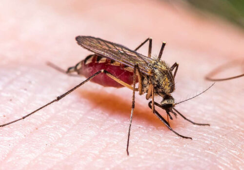 Doi moldoveni, infectați cu virusul West Nile