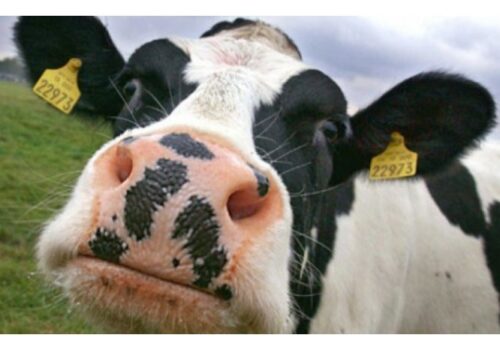 Un caz de rabie la bovine a fost depistat în raionul Anenii Noi