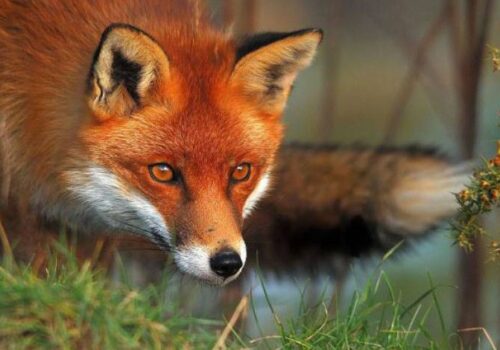 Campania de vaccinare antirabică a vulpilor a început în Republica Moldova