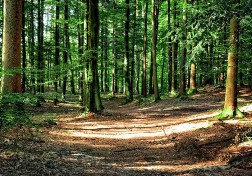 FOTO// Cercetări pedologice în zona strict protejată a Rezervației „Codrii” pentru conservarea biodiversității