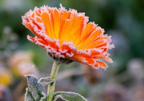 Avertizare de cod galben: Înghețuri și temperaturi de până la -4 grade Celsius