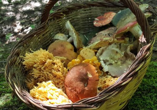 Expoziție de ciuperci la Grădina Botanică: Specialiștii din Sănătate Publică informează despre riscurile intoxicațiilor