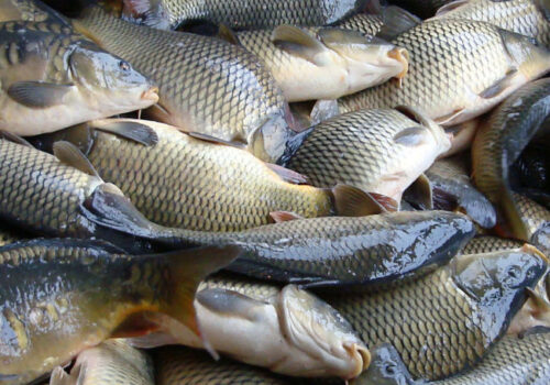 Producătorii de pește vor beneficia de sprijin financiar din partea statului