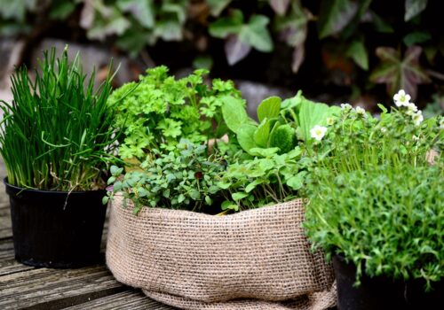 Oamenii de știință au determinat plantele să producă aminoacizi de origine animală