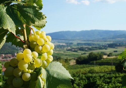 Republica Moldova, a doua cea mai apreciată destinație mondială pentru turismul vinicol