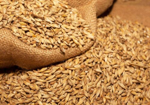 400 de tone de semințe, distribuite agricultorilor afectați de secetă