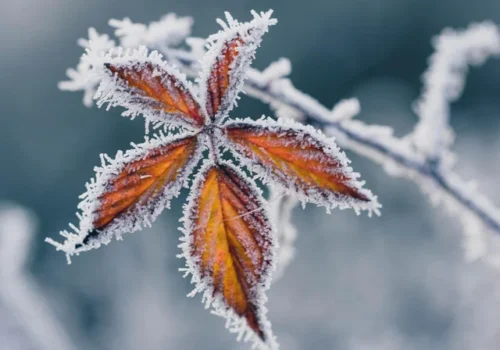 Meteorologii au emis alertă de îngheț