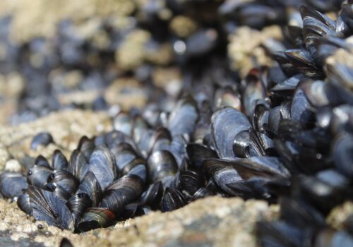 VIDEO// Invazie de midii în lacurile din Elveția