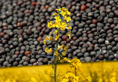 Republica Moldova ocupă locul trei în topul exportatorilor de rapiță în UE