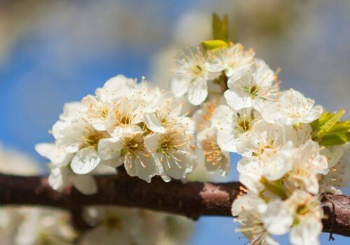 Înflorirea de toamnă a pomilor fructiferi poate compromite recolta de primăvară
