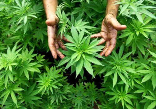 Moldovenii, noii crescători de cânepă