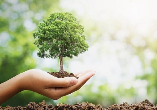 Peste 26 de milioane de copaci vor fi plantați toamna aceasta