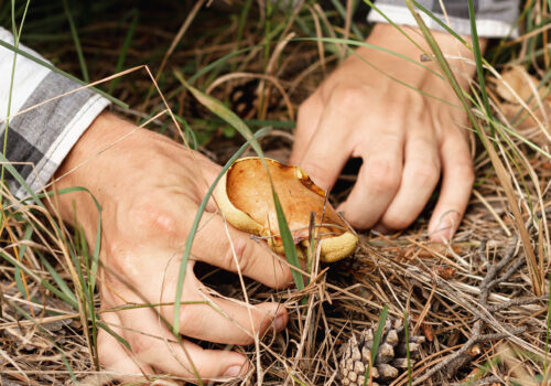 Culesul ciupercilor a devenit o aventură: un bărbat din Briceni, căutat cu drone după ce s-a rătăcit