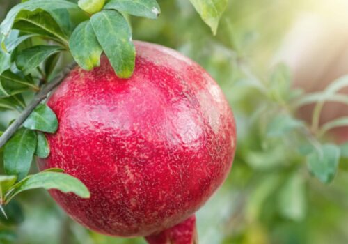 VIDEO//Un gospodar din Drochia cultivă șapte tipuri de fructe exotice în grădina sa