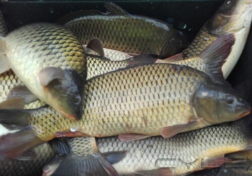 TENTATIVĂ DE INTRODUCERE ILEGALĂ A DOUĂ TONE DE PEȘTE VIU