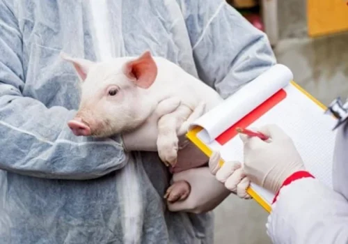 Focare de boli infecțioase la animale în Moldova