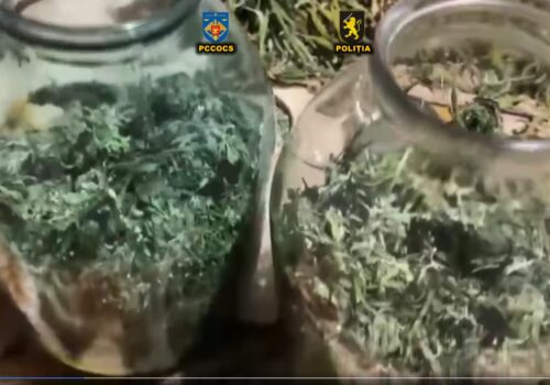 BĂRBAT DE 29 DE ANI, REȚINUT CU 1 KG DE MARIJUANA ÎN VALOARE DE 250.000 LEI