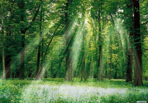 PESTE 63 DE MII DE HECTARE DIN R. MOLDOVA VOR FI ÎMPĂDURITE CU AJUTORUL UNUI ÎMPRUMUT DE 200 DE MILIOANE DE LEI DE LA BEI