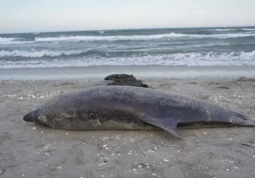 VIDEO// PESTE 10 DELFINI MORȚI ÎN MAREA NEAGRĂ DIN CAUZA SCURGERII DE PETROL, ECOSISTEMUL LOCAL FIIND GRAV AFECTAT