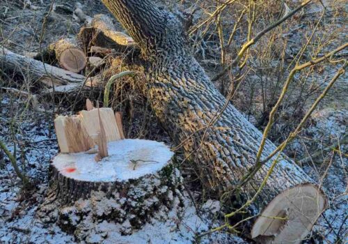 TĂIERI ILEGALE DE ARBORI DESCOPERITE ÎN DONDUȘENI