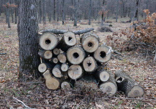 LUCRĂRI SILVICE ÎN SEZONUL RECE: MINISTERUL MEDIULUI SUSȚINE DEZVOLTAREA SUSTENABILĂ A PĂDURILOR