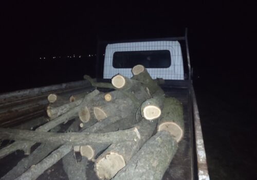TĂIERE ILEGALĂ DE STEJARI DESCOPERITĂ ÎN PĂDUREA „PONOARE” DIN RÎȘCANI
