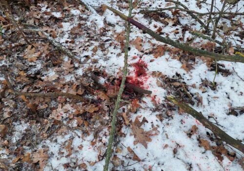 TĂIERI ILICITE ȘI BRACONAJ CINEGETIC, DEPĂȘITE DE INSPECTORII DE MEDIU DIN DONDUȘENI