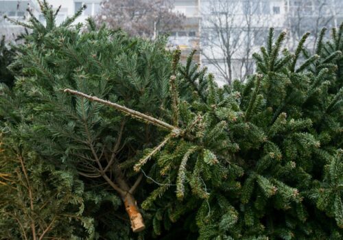 BRAZII DE CRĂCIUN DIN CHIȘINĂU VOR FI RECICLAȚI: LOCUITORII, ÎNDEMNAȚI SĂ-I DEPOZITEZE LÂNGĂ PLATFORMELE DE DEȘEURI