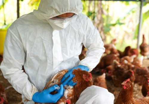 FOCARE DE PESTĂ PORCINĂ AFRICANĂ, RABIE ȘI GRIPĂ AVIARĂ ÎN MOLDOVA