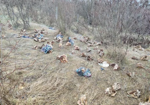 CRANII DE PORCI ABANDONATE ILEGAL LA STRĂȘENI: AUTORITĂȚILE AU DEMARAT O ANCHETĂ
