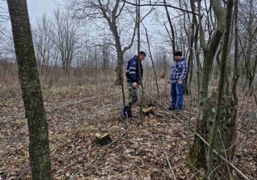 TĂIERI ILEGALE DE ARBORI ÎN EDINEȚ: PESTE 20 DE COPACI DOBORÂȚI ÎN MOD ABUZIV