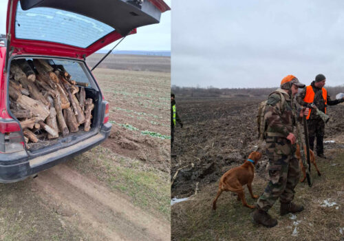 INSPECTORII DE MEDIU DIN HÎNCEȘTI AU APLICAT SANCȚIUNI PENTRU TĂIERI ILEGALE ȘI TRANSPORT NEAUTORIZAT DE LEMN