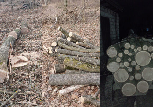 TĂIERI ILEGALE ÎN CĂLĂRAȘI: DOI SUSPECȚI, PRINȘI ÎN FLAGRANT DUPĂ CE AU TĂIAT PESTE 100 DE ARBORI