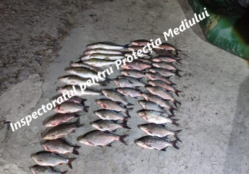 BRACONAJ PISCICOL DEPISTAT LA COSTEȘTI–STÎNCA: PREJUDICIU DE 90 MII LEI